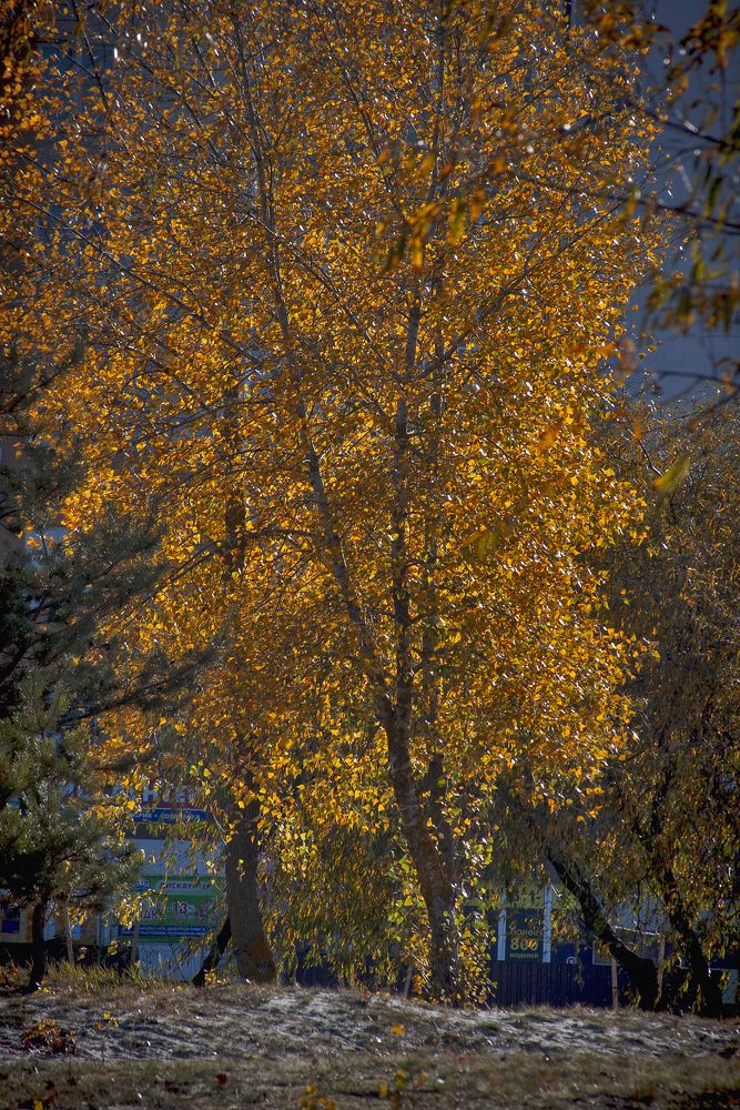 Золото осени.