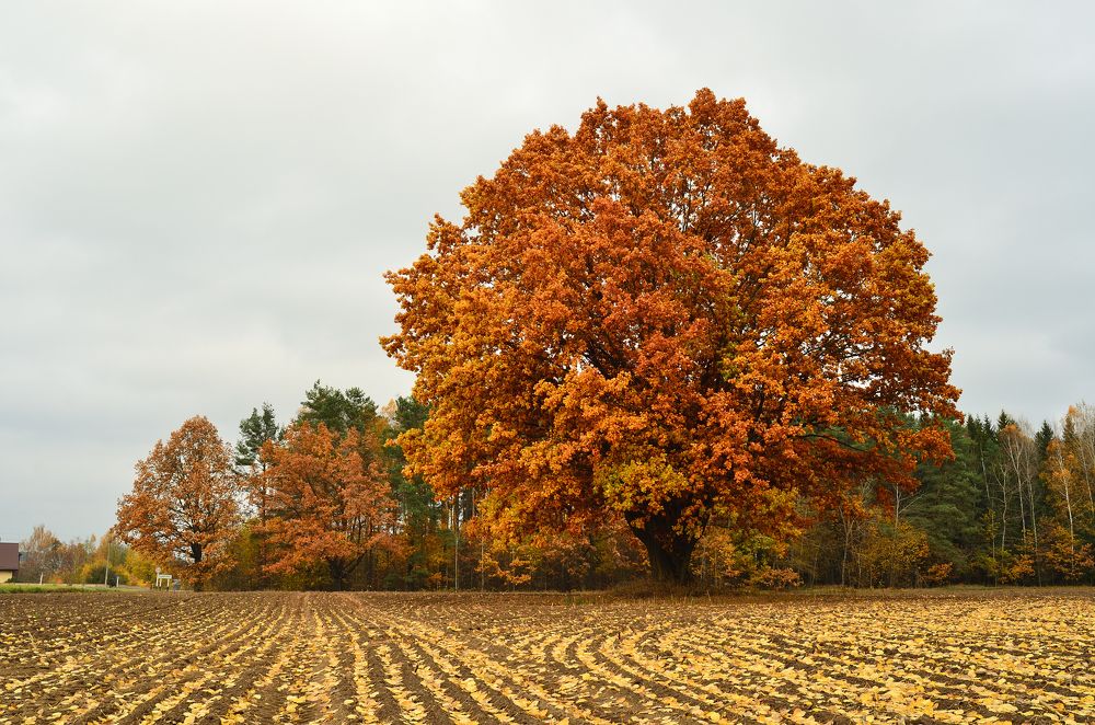 Фотография автора Никита Русецкий