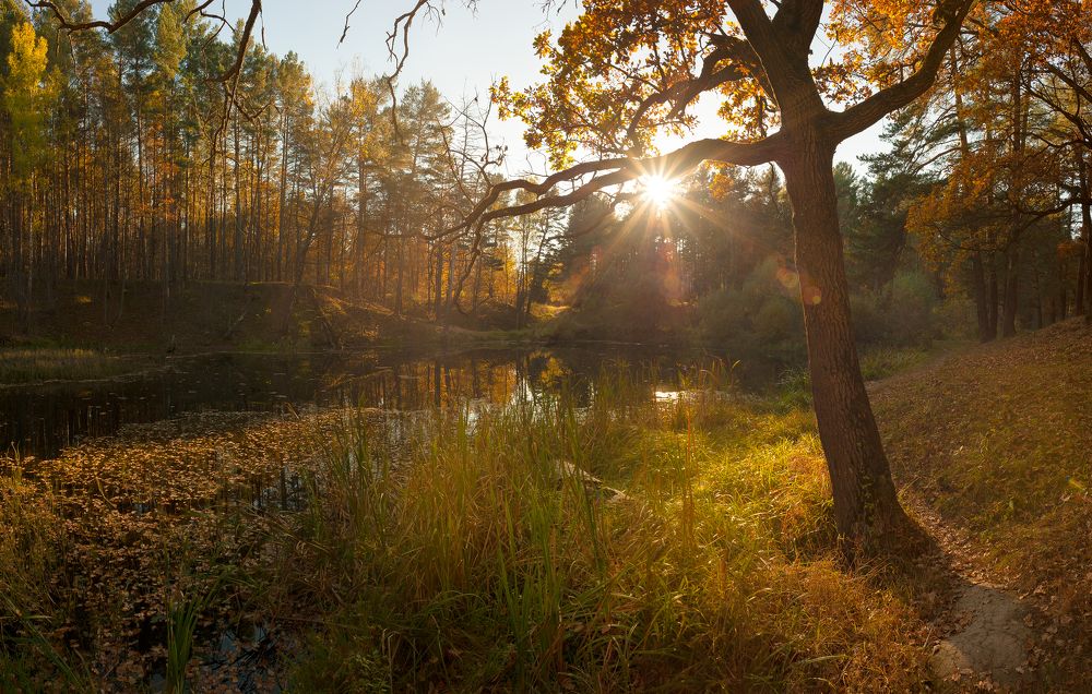 Золото лесного озера