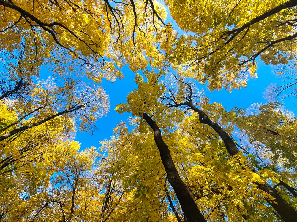 Осень Сокольники