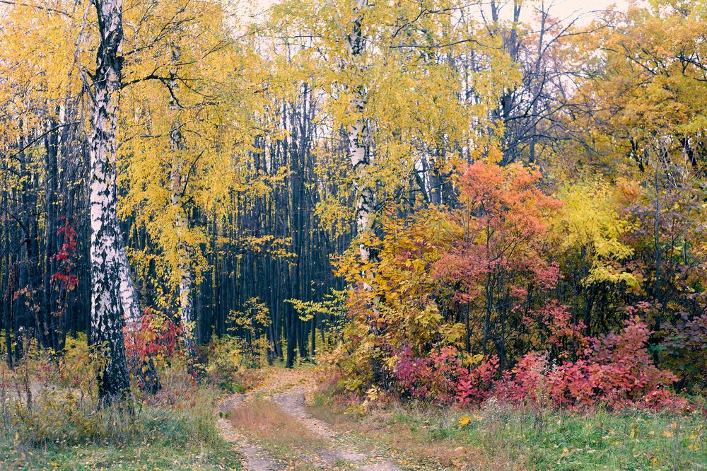 autumn forest road
