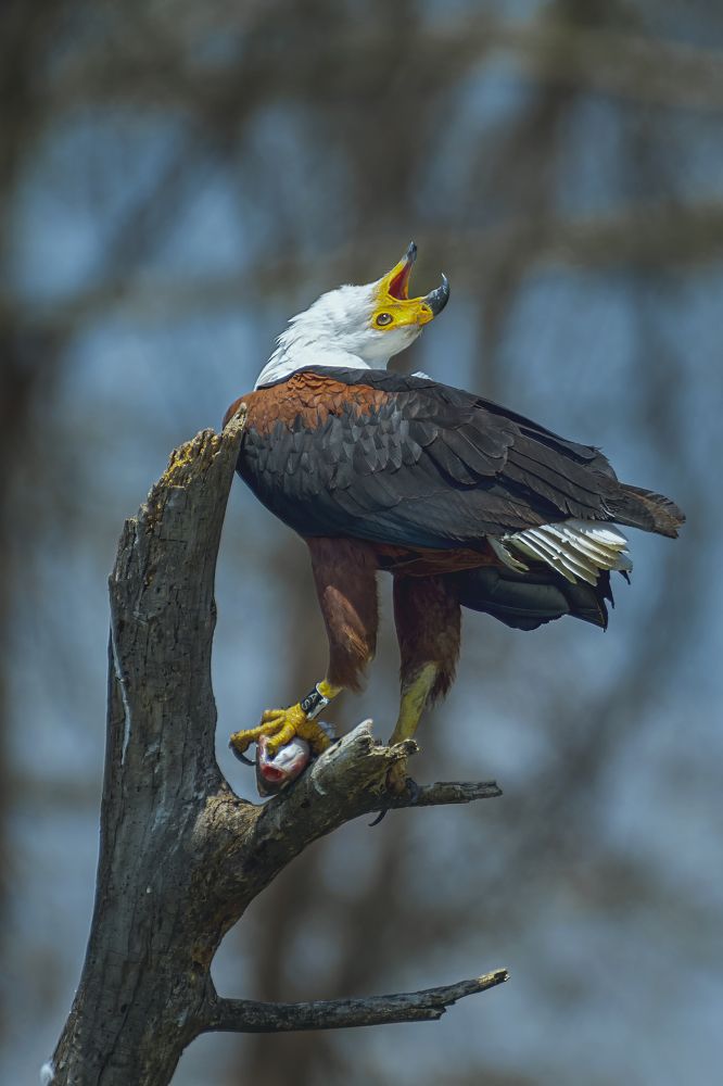 Фотография автора sherif Abdallah