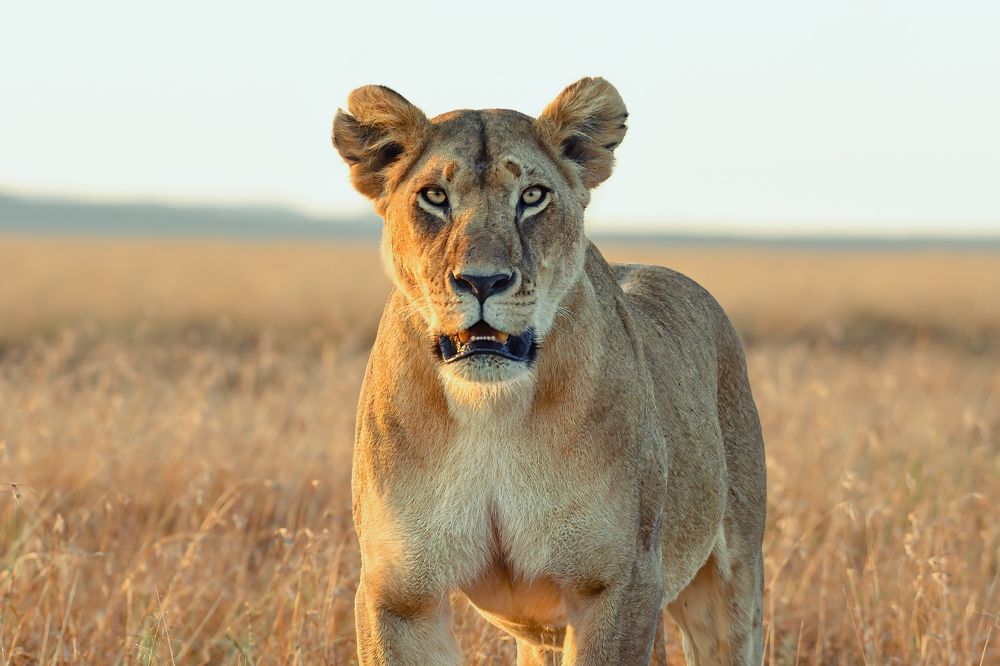 Фотография автора sherif Abdallah