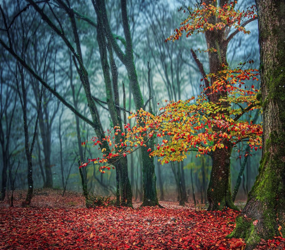 Photograph by amir_arsalan ezazi