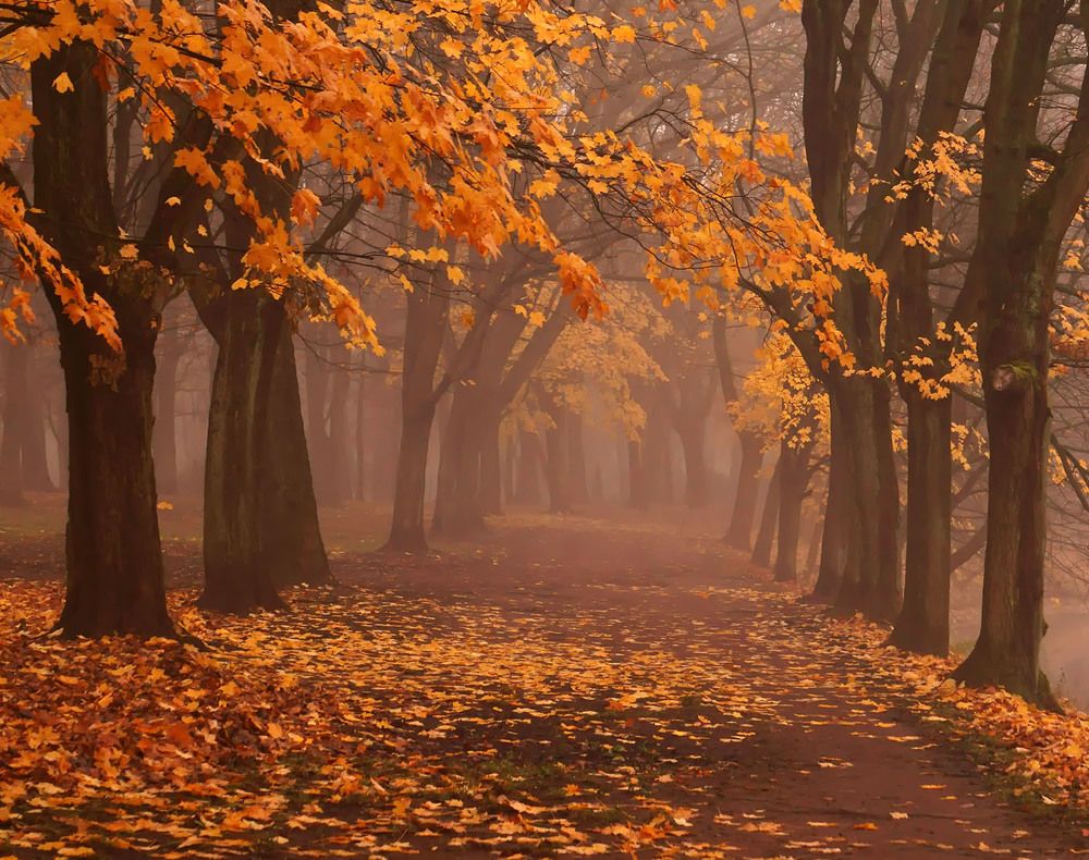 Photograph by Елена Маковецкая