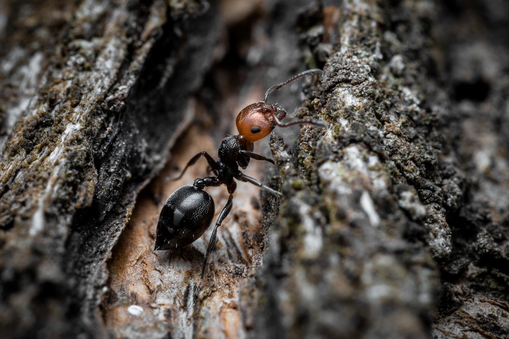 Photograph by Andrej Folo