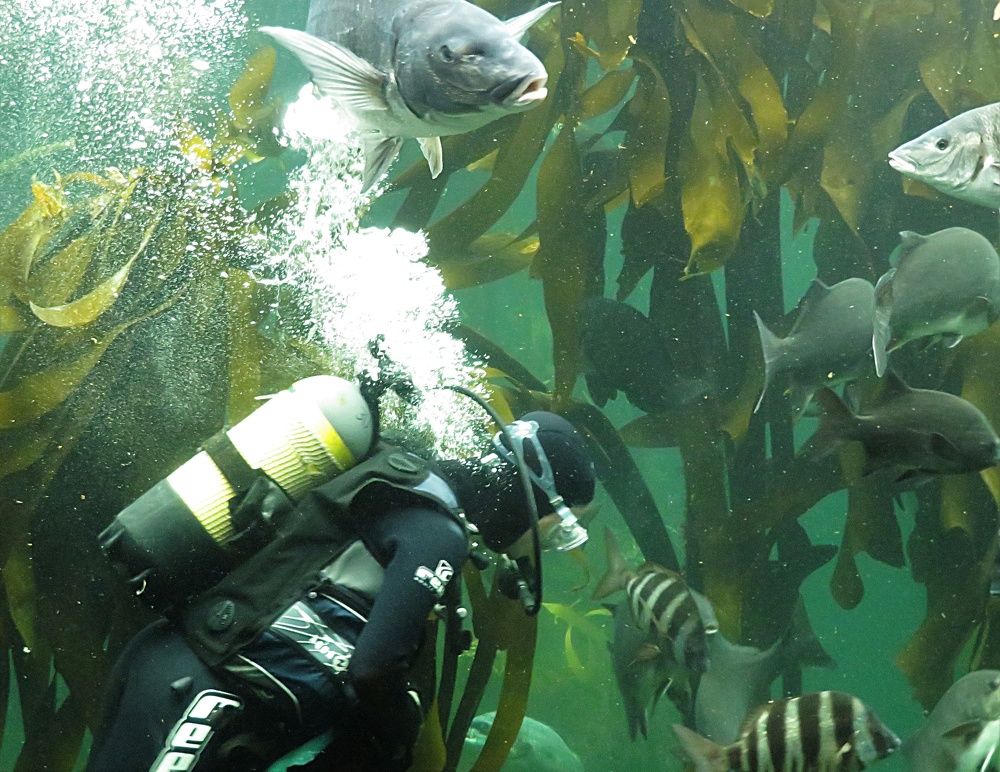 Diving in a big aquarium II