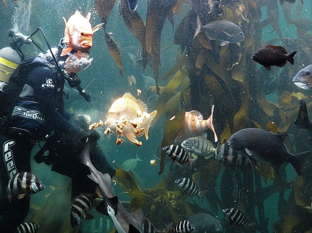 Diving in a big aquarium III