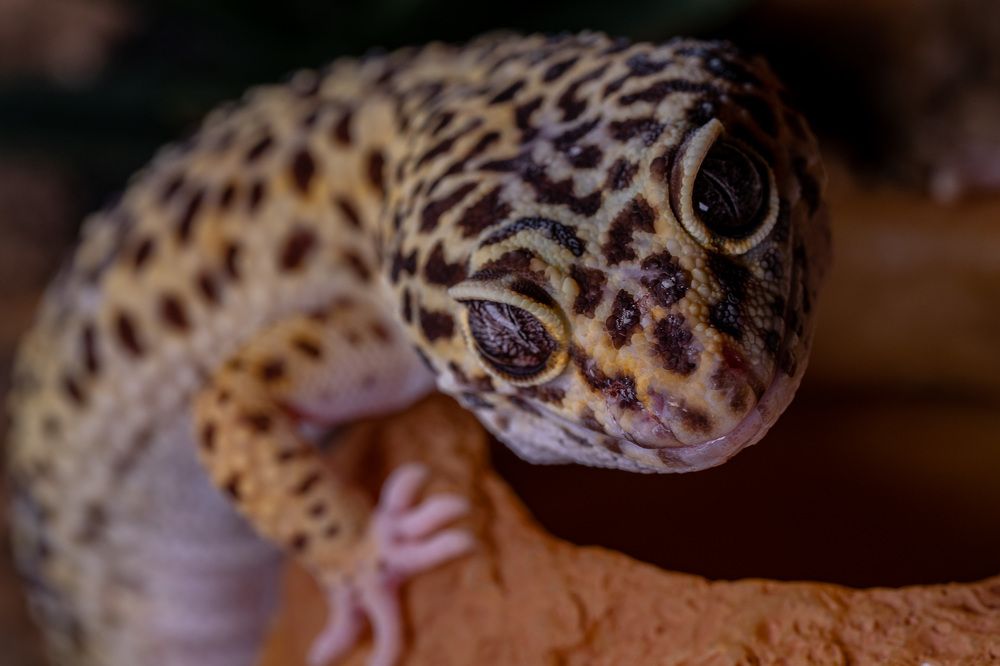 Photograph by Artur Tsvaygenbaum