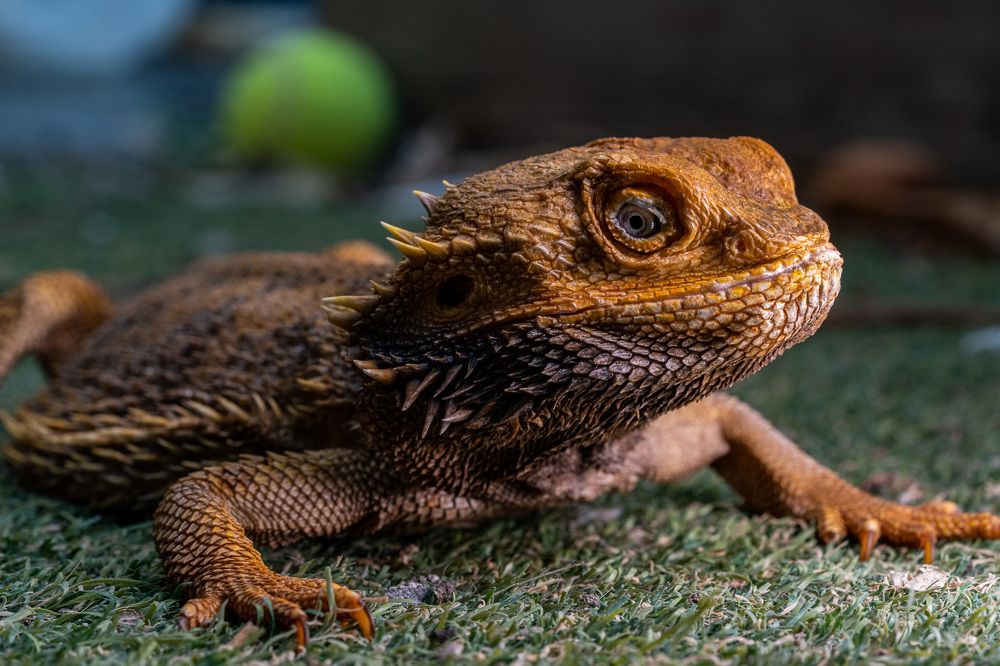 Photograph by Artur Tsvaygenbaum