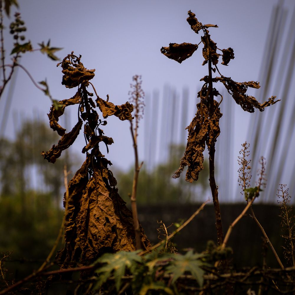 Photograph by Roberto Doger