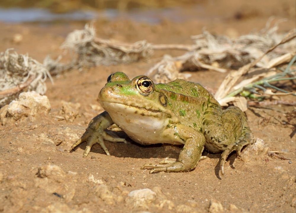 Photograph by Ави Христова
