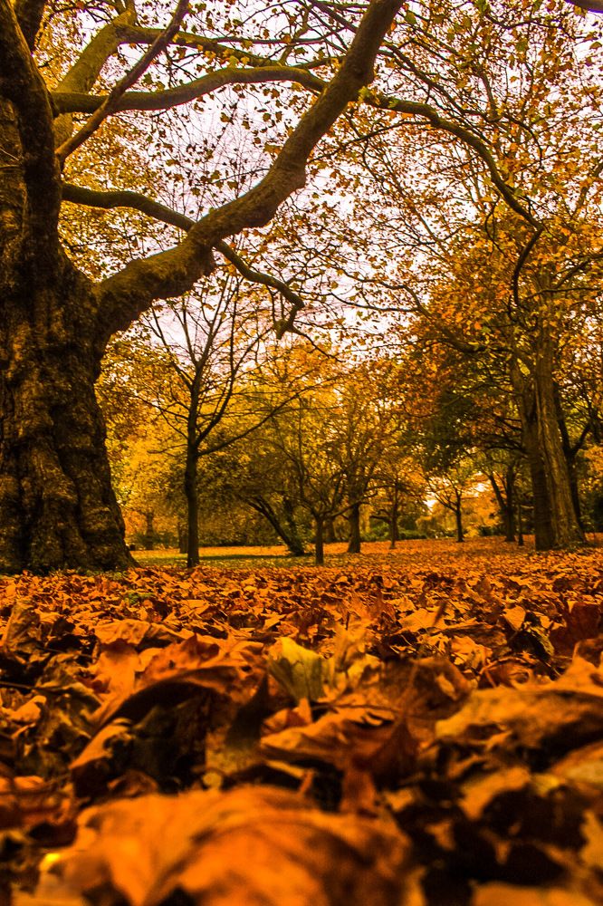 Finsbury park London in autumn colours