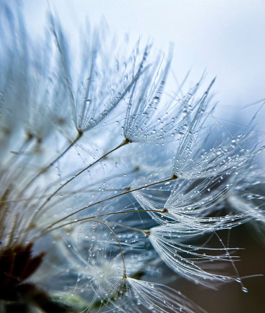 Танцующие пушинки