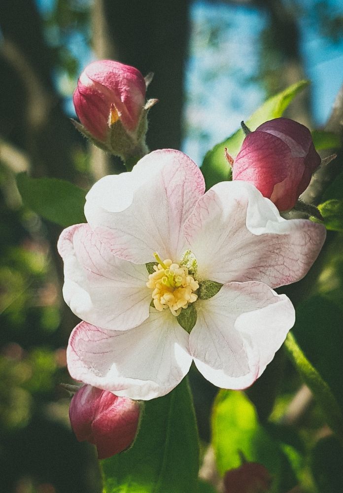 расцвела яблоня