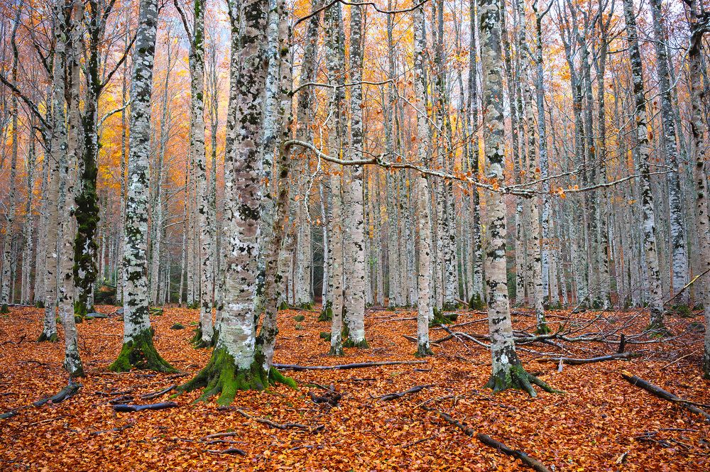 Поздняя осень