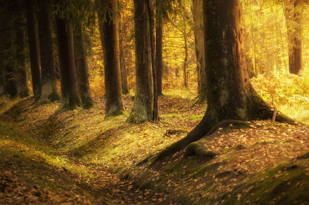 Photograph by Евгений Гусев