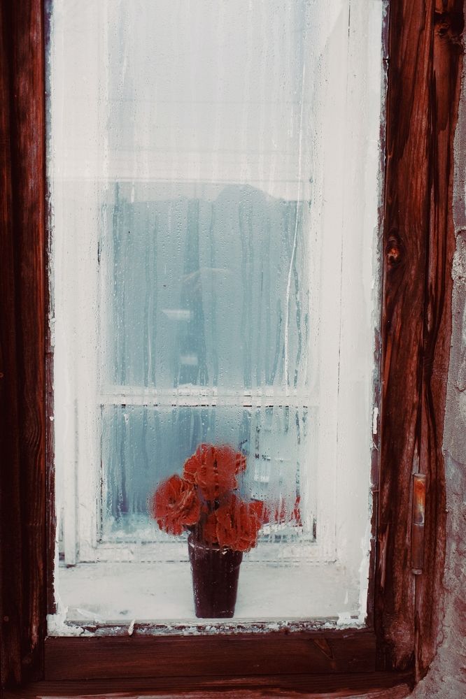 Цветок на окне
