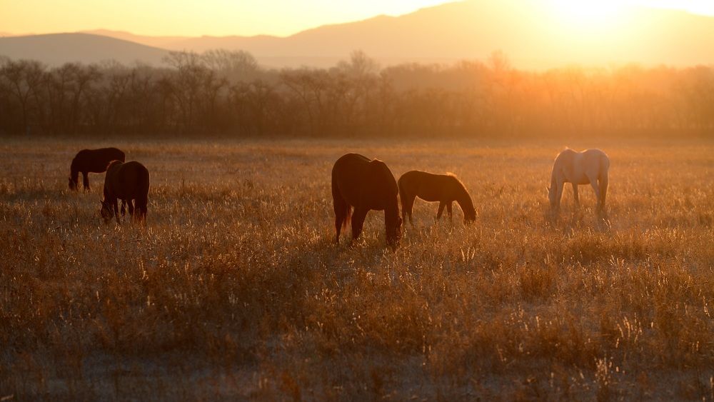 Осенний пейзаж с домашними животными