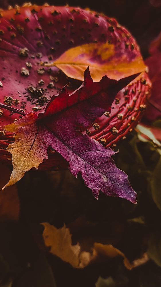 Фотография автора Марина Алексеевская