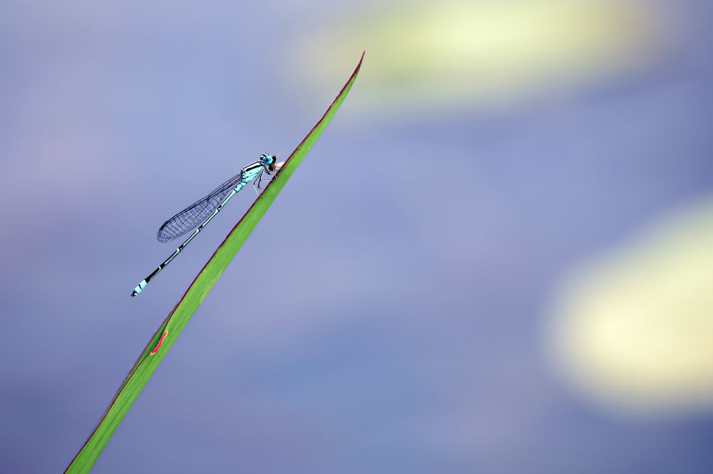 Фотография автора Suresh S S