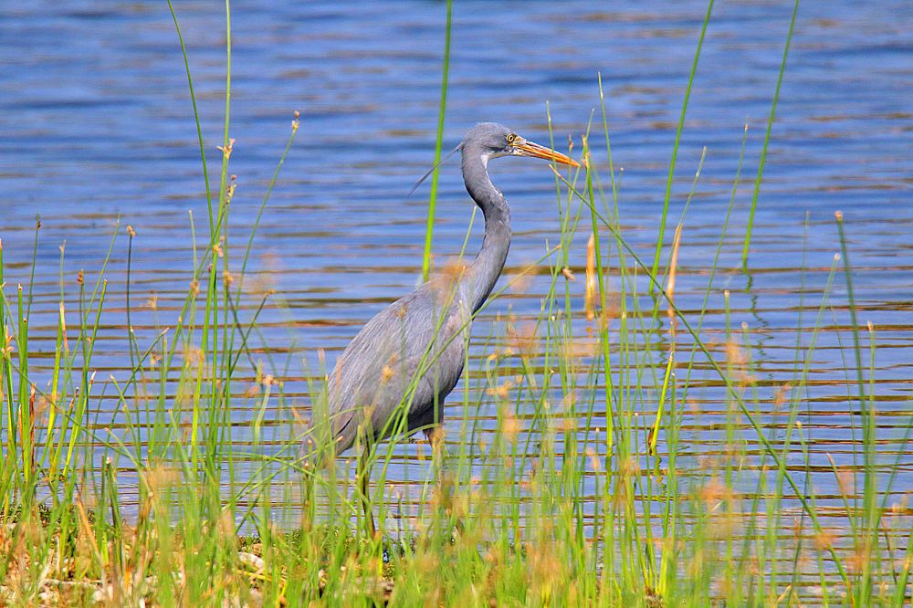 Фотография автора Suresh S S