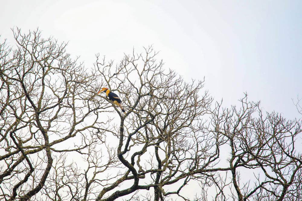 Фотография автора Suresh S S