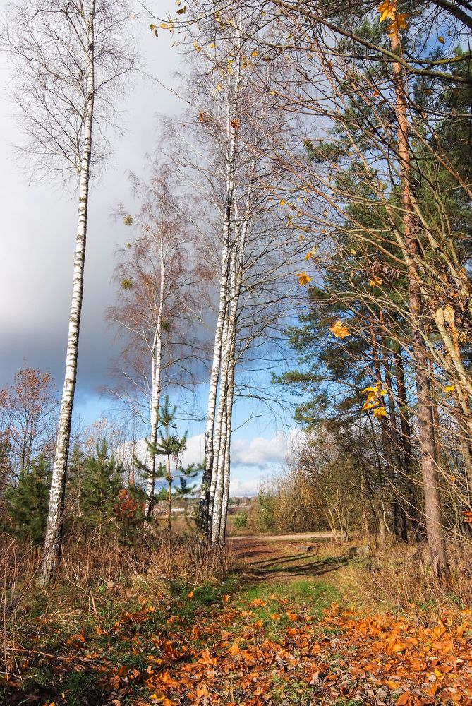 Фотография автора Александр Буренко