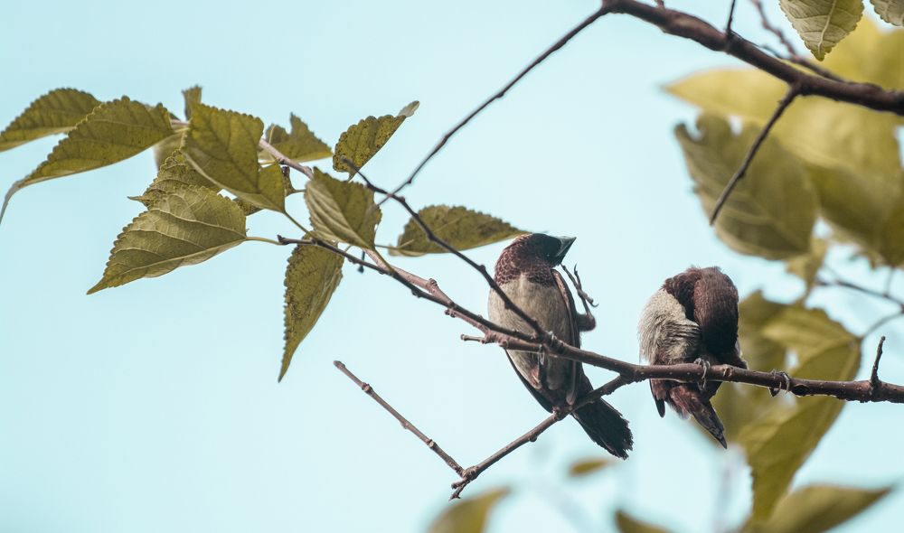 Photograph by Rajan Adhikari