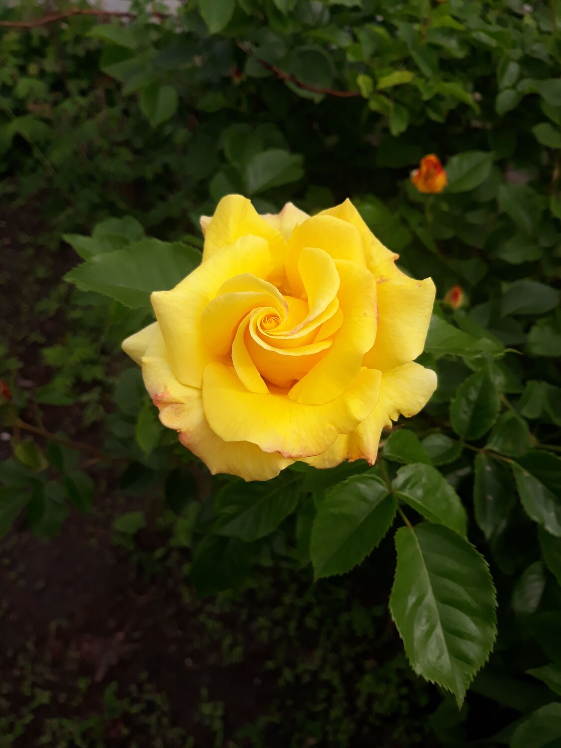 Photo #6752311