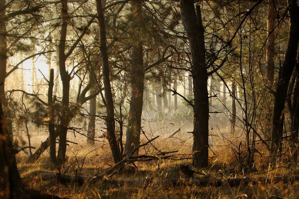 Photograph by Тимофей Ведясов