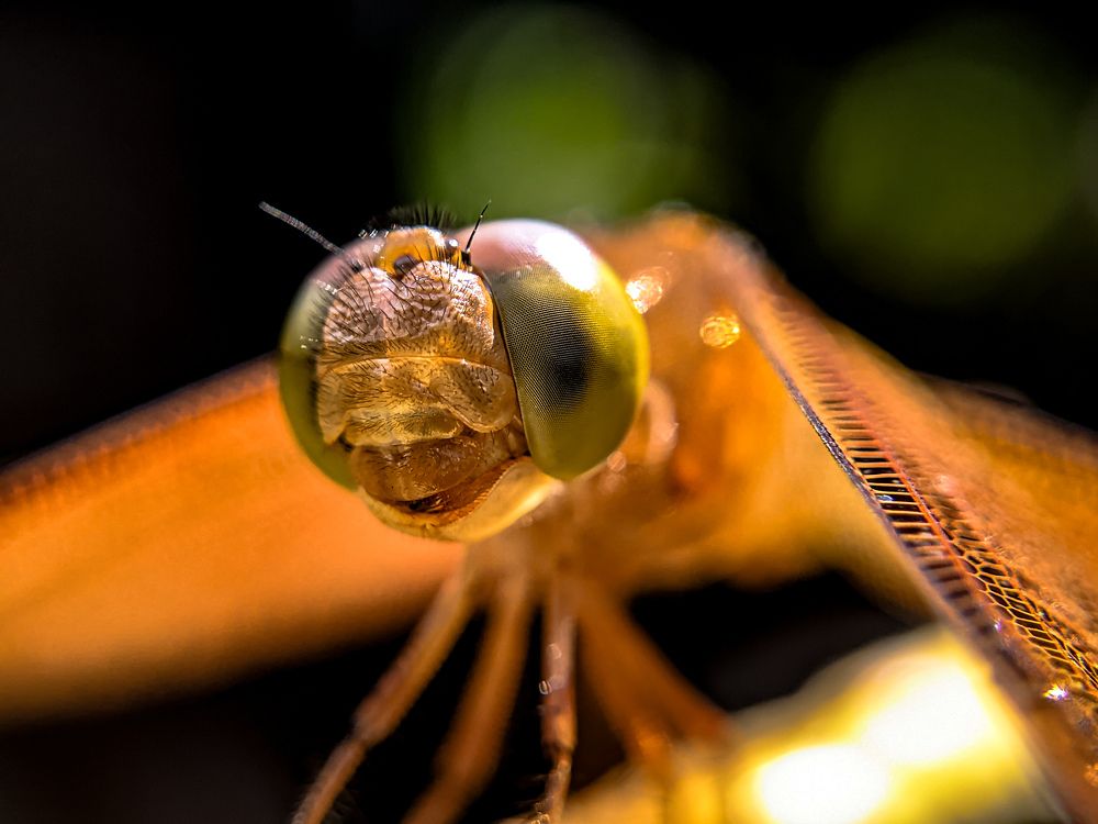Photograph by Govind Viswanath