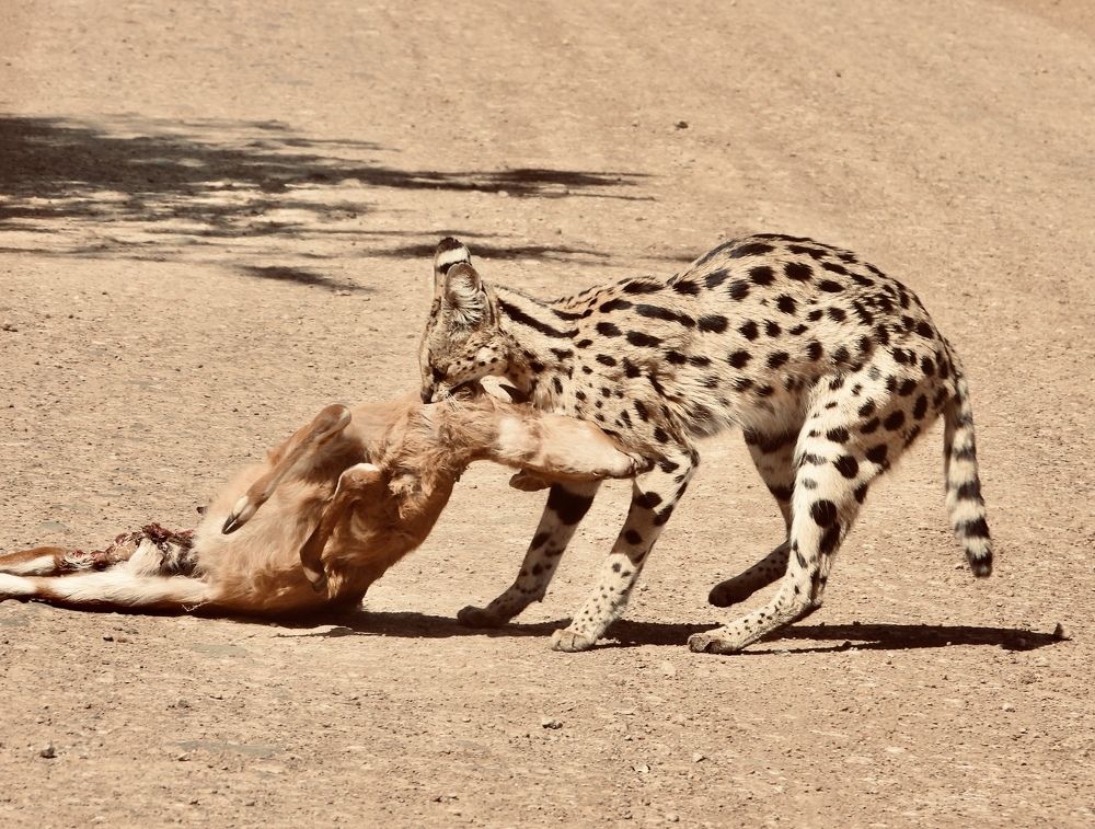 Photograph by Areef Photography