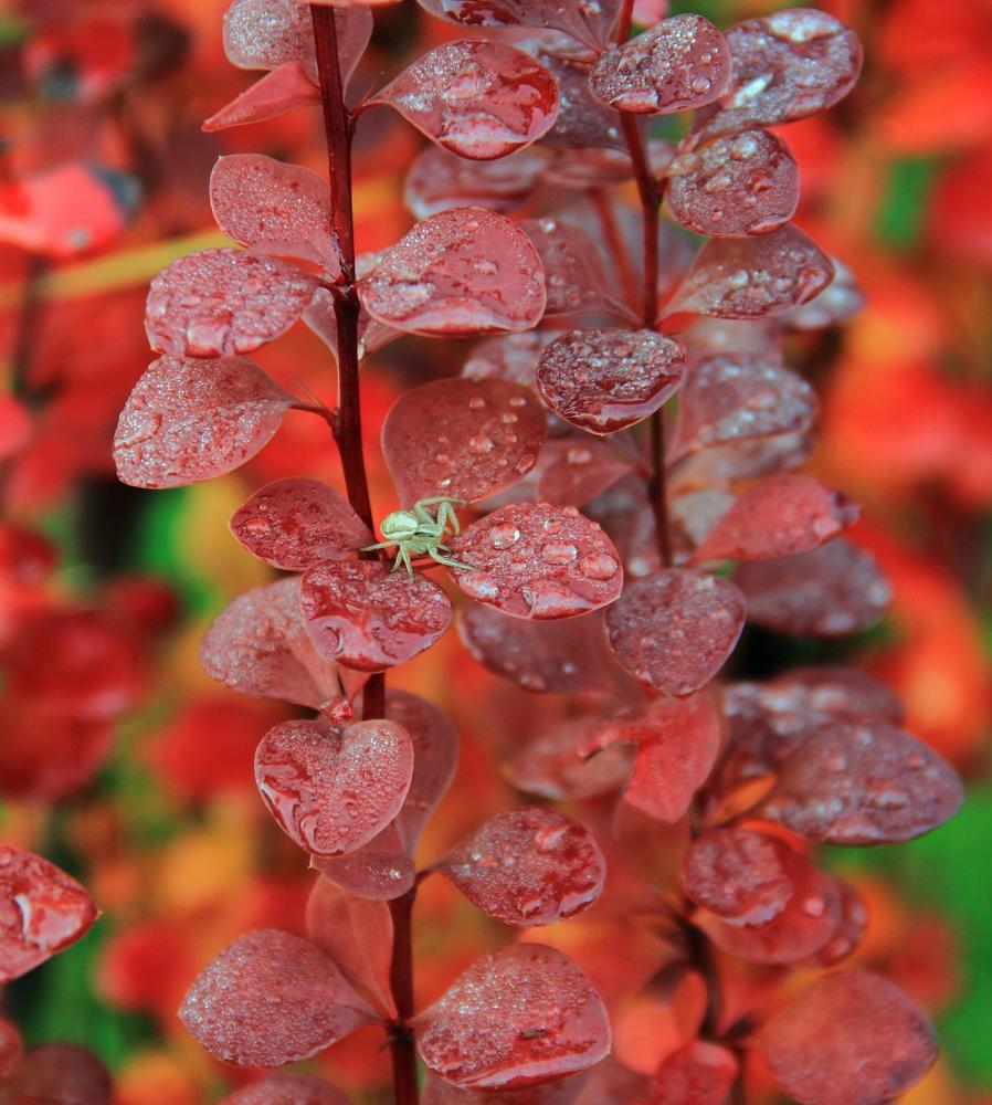 Photograph by Шевченко Алексей