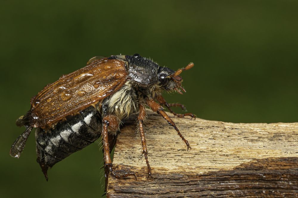 Photograph by Michael Mettier