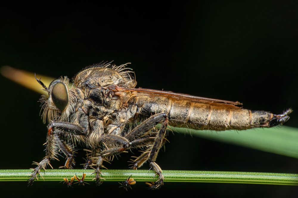 Photograph by Michael Mettier