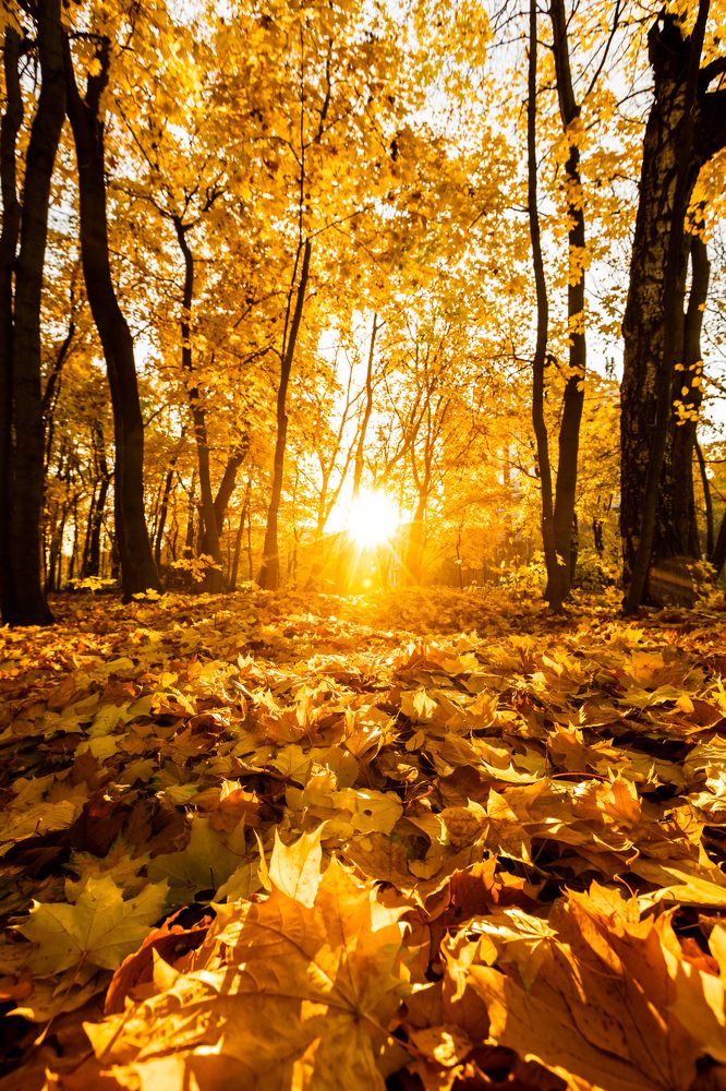 Фотография автора Nikita Dukhnik