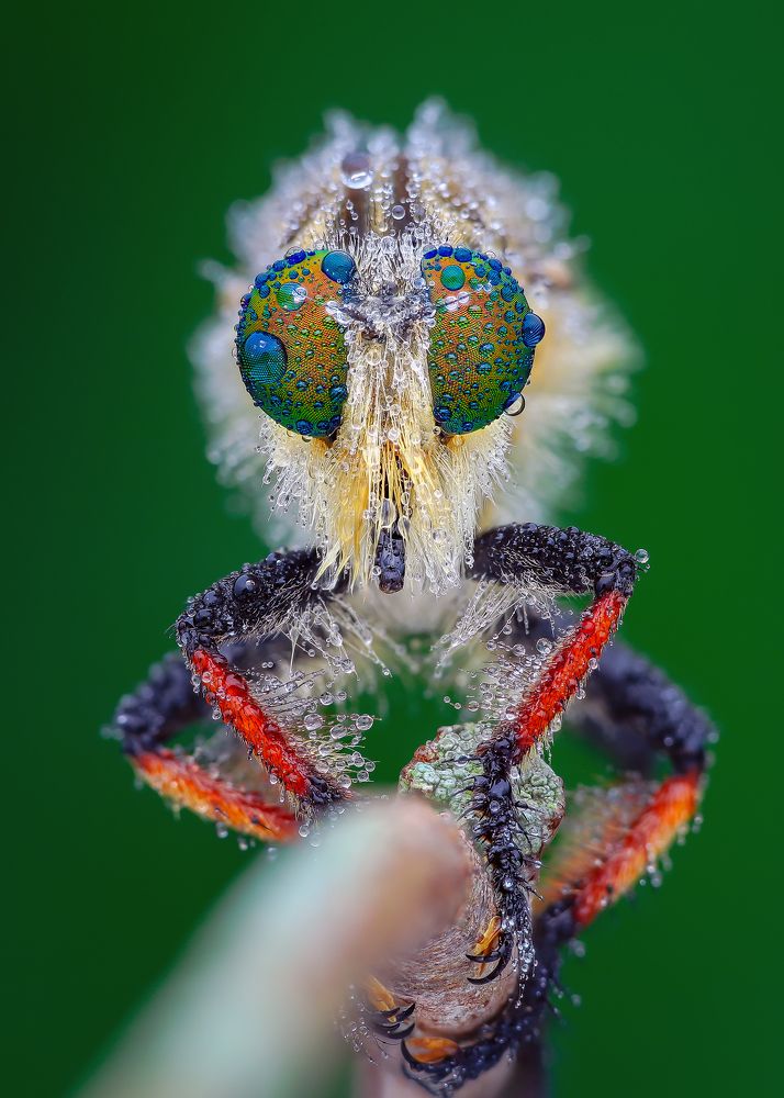 Robber fly after rain