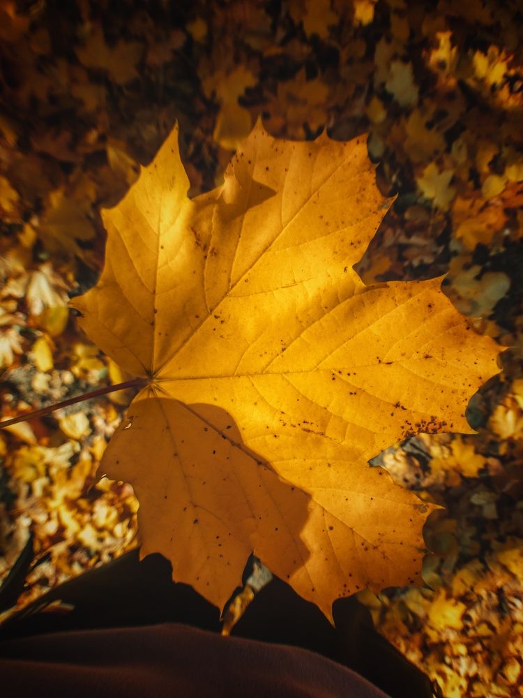 Осенний лист