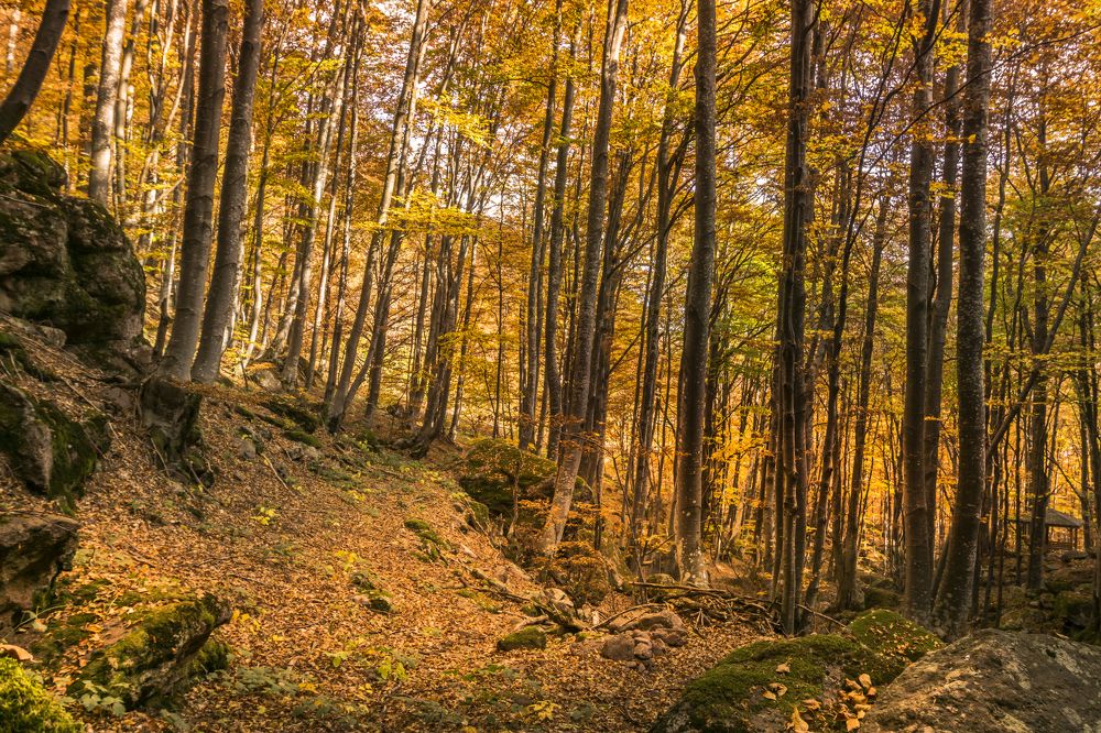 Фотография автора Milena Ivanova