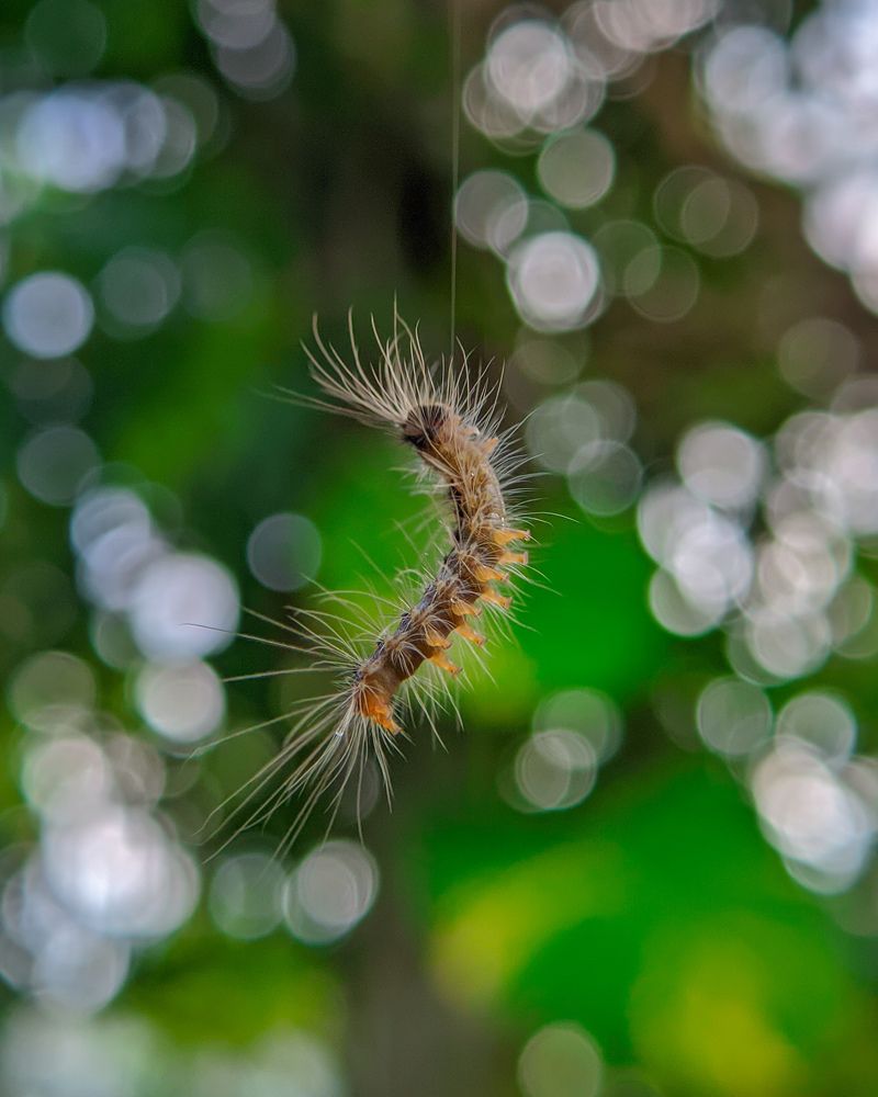 Photograph by Ajeesh A