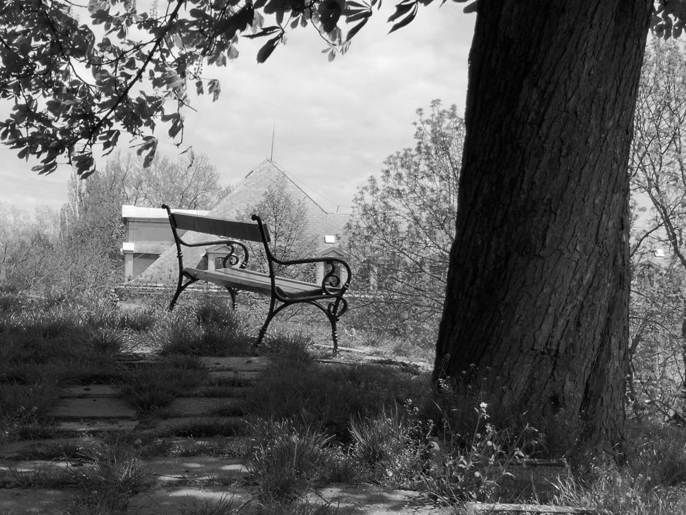 Под деревом в тиши