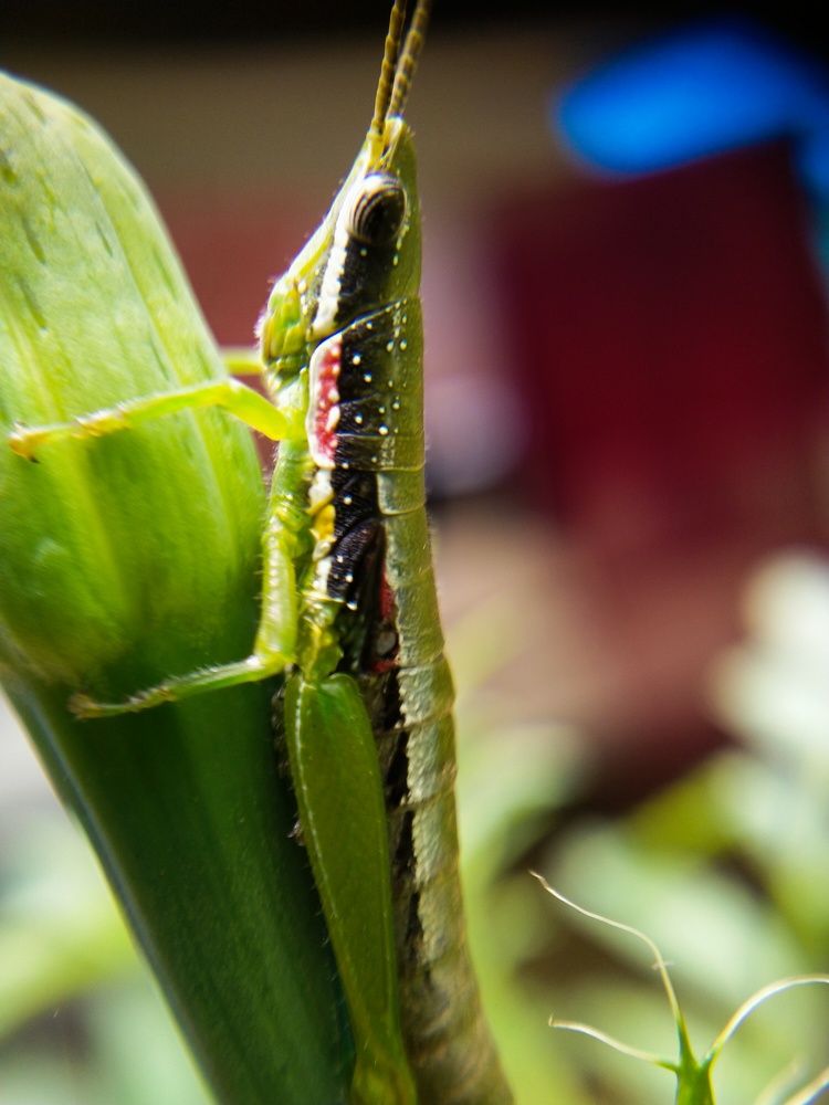 Photograph by Sajal Menon