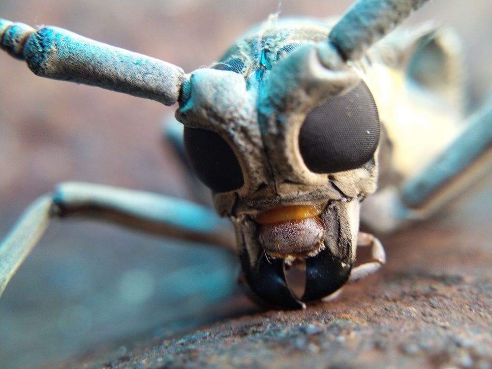 Photograph by Sajal Menon