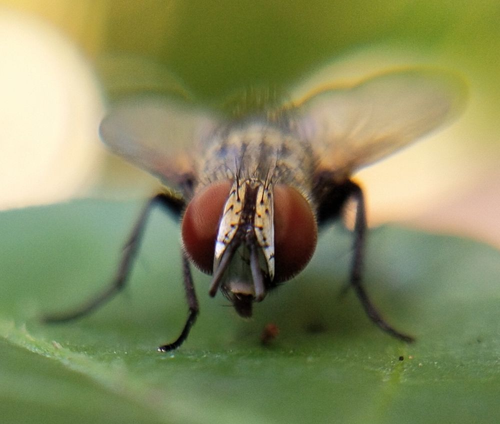 Photograph by Sajal Menon