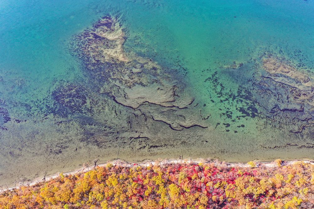 Лес у моря / Forest by the sea