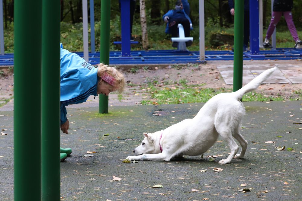 Дрессировка.