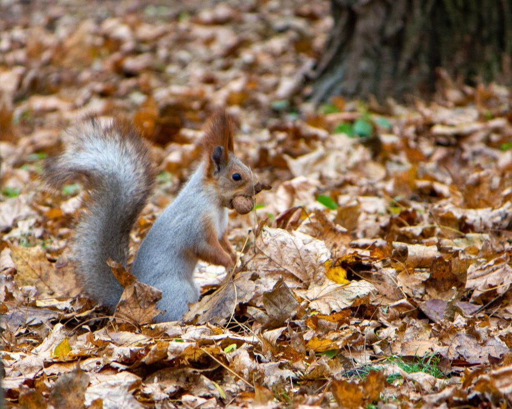 Photograph by Сергей Маркелов