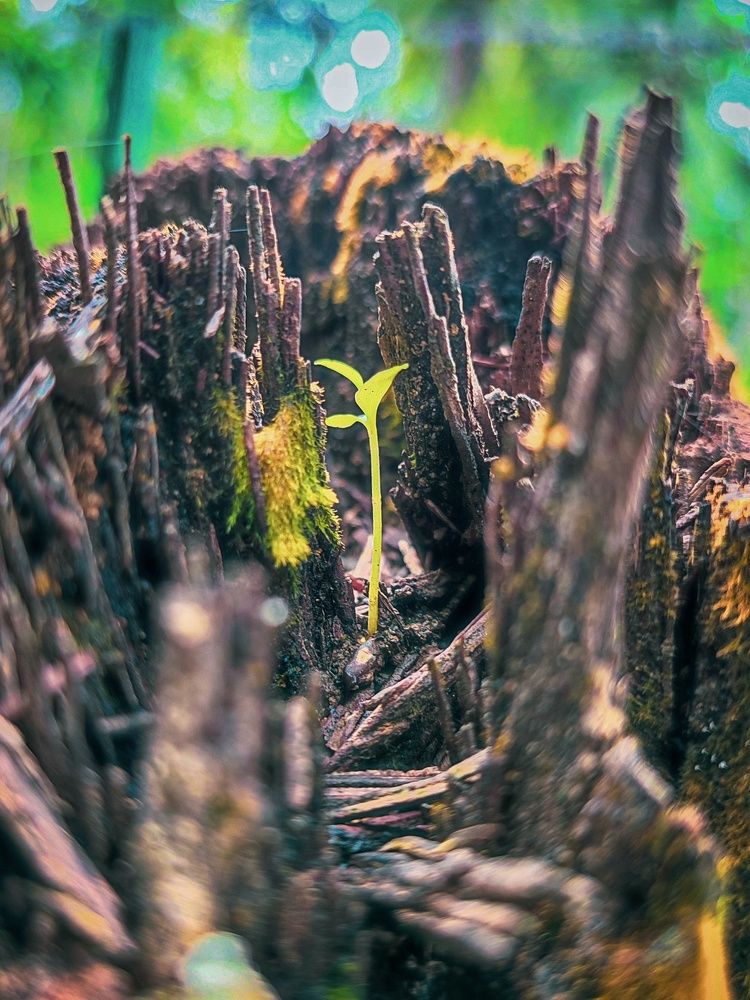 Photograph by Dilum Edirimanna