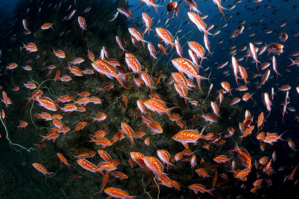 Фотография автора Ichinoseki Sayaka